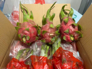 Vietnam dragon fruit with white flesh and red flesh, export-quality fresh dragon fruit for importers and wholesale buyers.