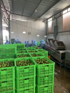 Fresh seedless limes from Vietnam with green skin and high juice content, export-quality limes for importers and wholesale buyers.