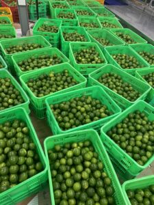 Fresh seedless limes from Vietnam with green skin and high juice content, export-quality limes for importers and wholesale buyers.
